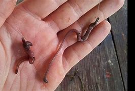 Image result for Worm On Hook and Fish Border