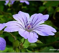 Image result for Geranium nodosum ‘Svelte Lilac’