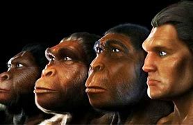 Image result for Humans vs Great Apes