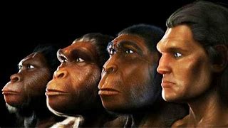 Image result for Ape Looking Human