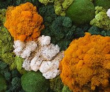 Image result for Moss Types