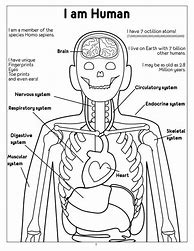 Image result for Nervous System Coloring Pages