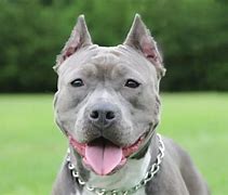 Image result for American Bully Bat Ears