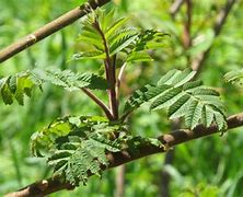 Image result for Creation Grenache Sumac