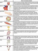 Image result for All Organ Systems in Human Body