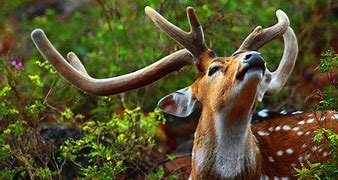 Image result for Wildlife Phone Wallpapers