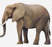 Image result for Real Elephant ClipArt