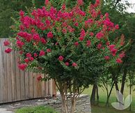 Image result for Lagerstroemia indica Tonto