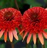 Image result for Echinacea purpurea Coral Reef ®
