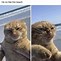 Image result for Cat Can't See Meme