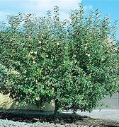 Image result for semi dwarf lodi apples trees