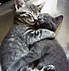 Image result for Two Kittens Snuggling