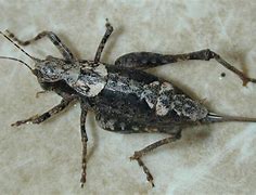 Image result for Cricket Insect Cute