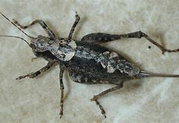 Image result for Cricket Insect Clip Art