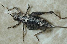 Image result for Cricket Insect