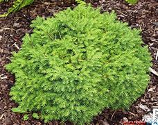 Image result for Picea abies Little Gem