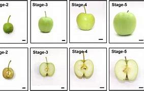Image result for Apple Leaf Stem and Seeds Template
