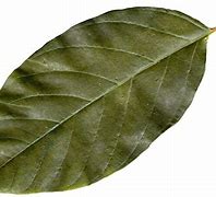 Image result for Green Leaf Transparent