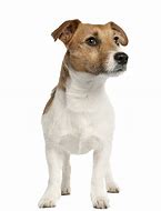Image result for Medium Mixed Breed Dogs