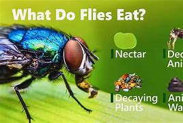 Image result for What Do Flies Eat