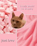 Image result for Cat Mood Board