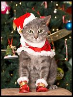 Image result for Cat with Christmas Hat
