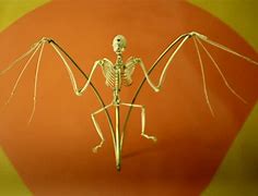 Image result for Vampire Bat National Geographic