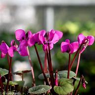 Image result for Cyclamen coum Ruby Star