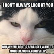 Image result for Evil Cat Meme