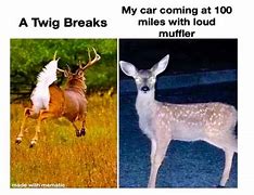 Image result for Swing Deer Meme