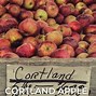 Image result for Cortland Apple