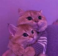 Image result for Cute Funny Animals