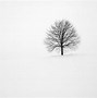 Image result for Winter Snow Trees Forest Nature