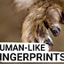 Image result for Fingerprint Animals