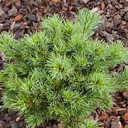 Image result for Pinus parviflora Catherine Elisabeth