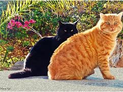 Image result for Black and Ginger Cat