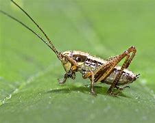 Image result for Cricket Insect Noise