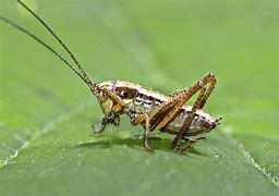 Image result for Bugs That Sound Like Crickets