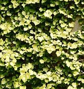 Image result for Ivy Plants Indoors