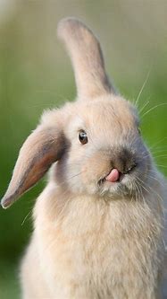 Image result for Cute Rabbit iPhone Wallpaper