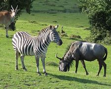Image result for Zebra Eland San Diego Zoo