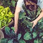 Image result for Sustainable Food Parks