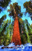 Image result for What Is the Biggest Tree in the World