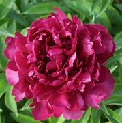 Image result for Paeonia suffruticosa Zi Feng Chao Yang