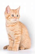 Image result for Ginger Tabby Cat Kitten