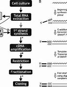 Image result for cDNA Library Preparation