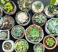 Image result for Succulent Plant Types