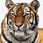 Image result for Tiger Animal