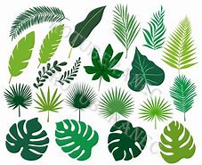 Image result for Tropical Leaf SVG