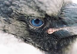 Image result for Raven Eyes